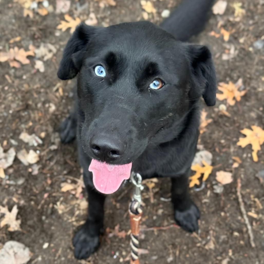 Enlarge Lunar, a Adoptable mixed breed in Brainerd, MN image 2/2