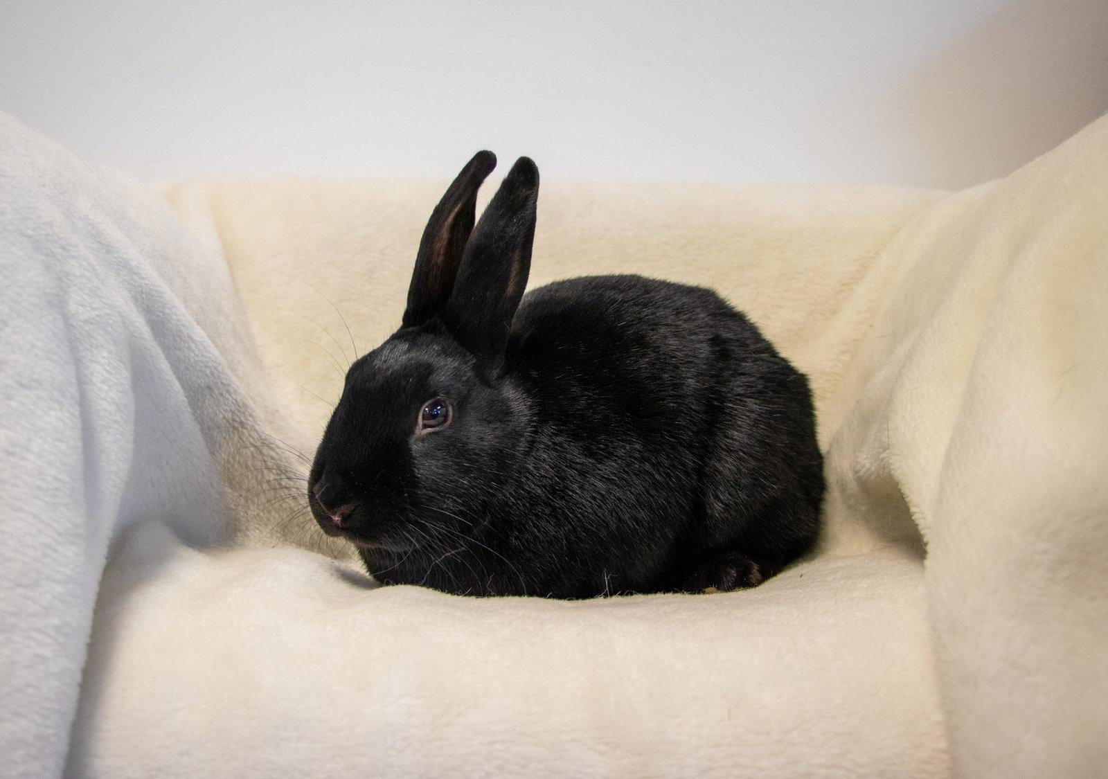 Enlarge Bing, a Adopted mixed breed in Lakeville, MN image 1/3