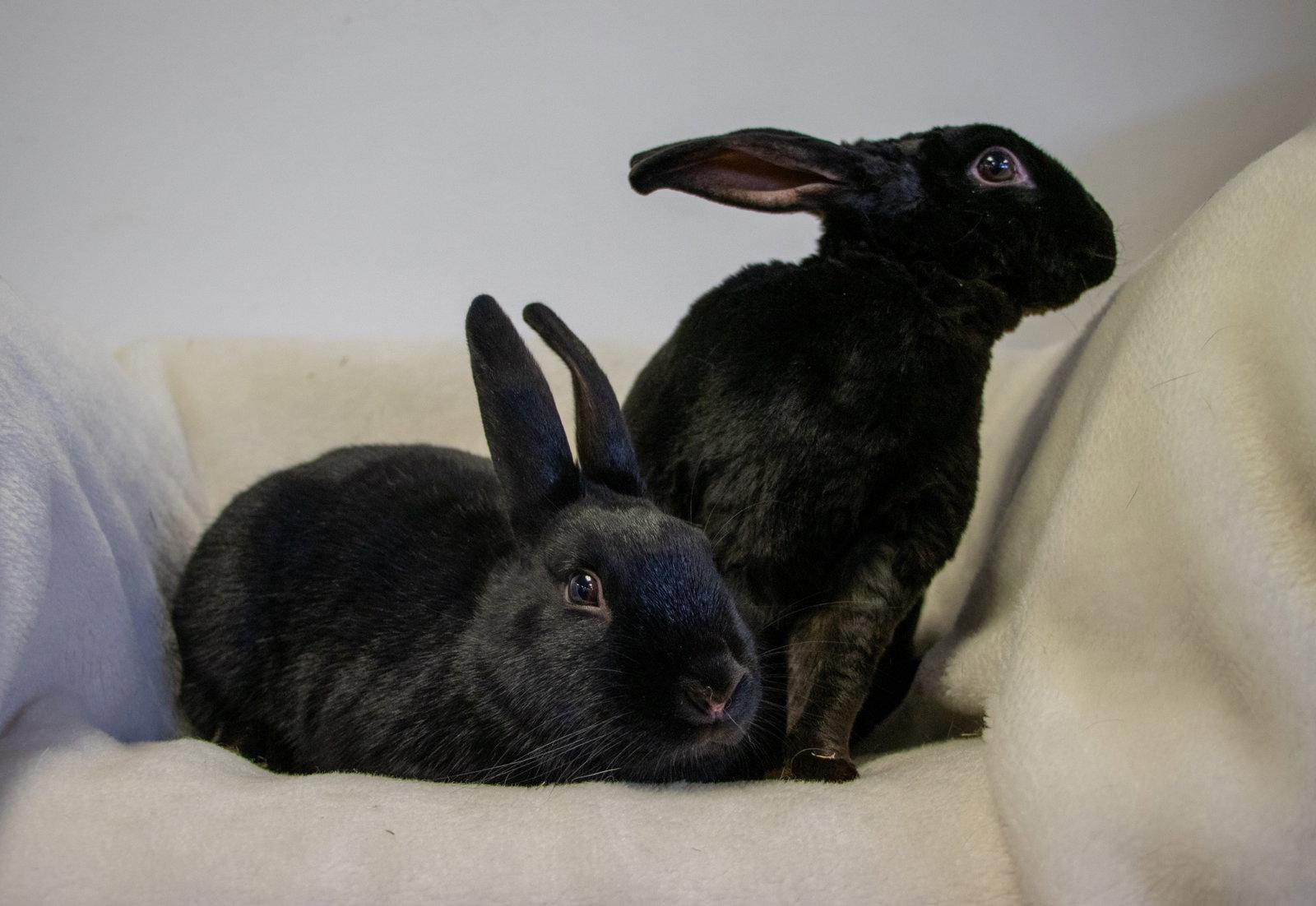 Bing, Adopted, Young Male Satin & Rex.