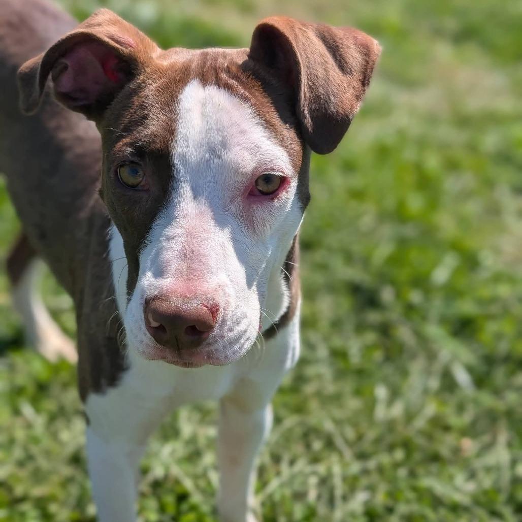 Hawaii, Adoptable, Young Female Mixed Breed.