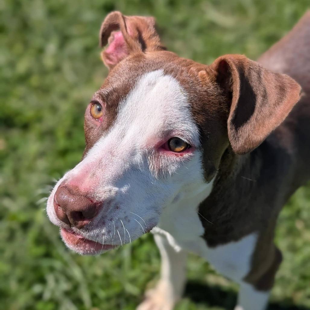 Enlarge Hawaii, a Adoptable Mixed Breed in Winchester, TN image 2/5