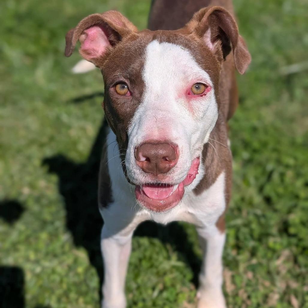 Enlarge Hawaii, a Adoptable Mixed Breed in Winchester, TN image 3/5