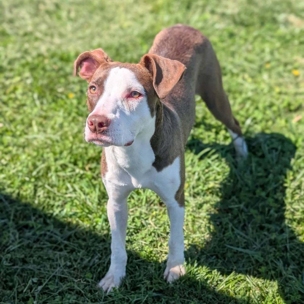 Enlarge Hawaii, a Adoptable Mixed Breed in Winchester, TN image 4/5