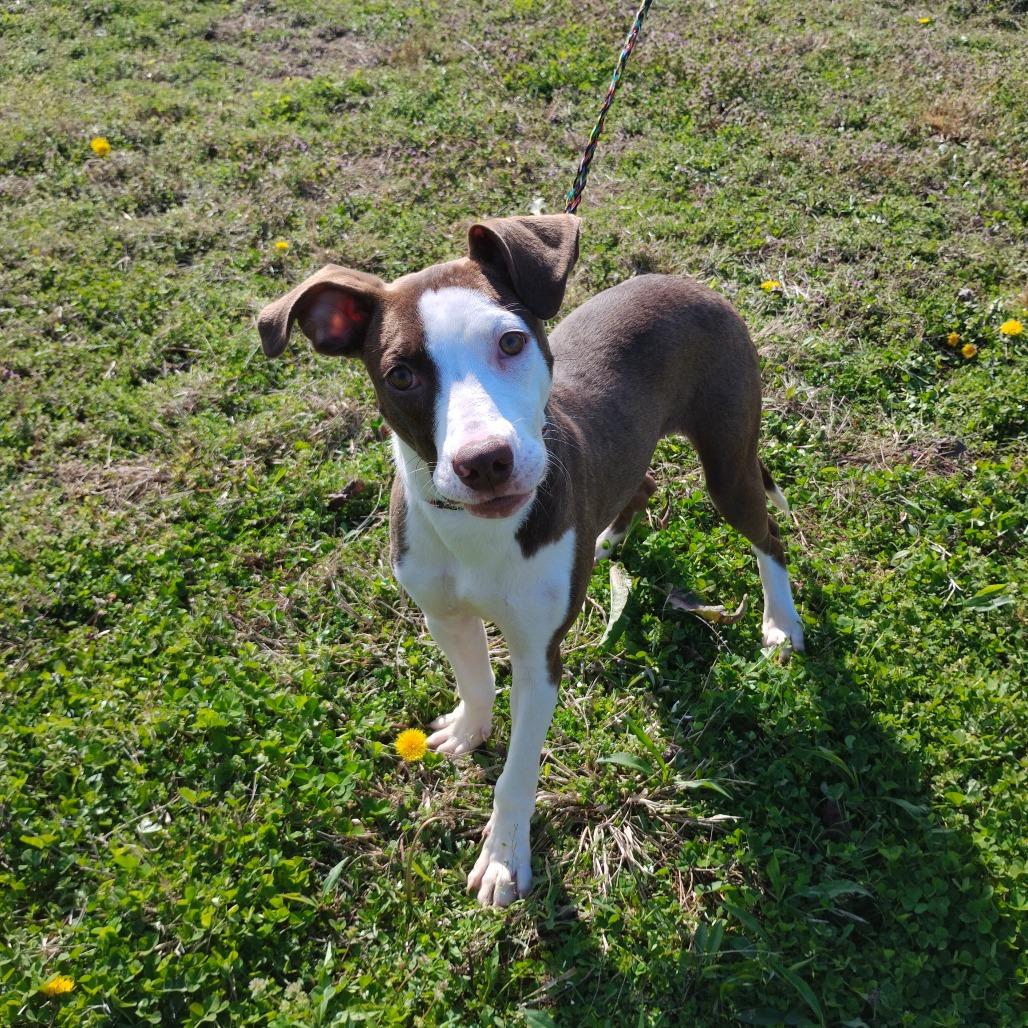 Enlarge Hawaii, a Adoptable Mixed Breed in Winchester, TN image 5/5