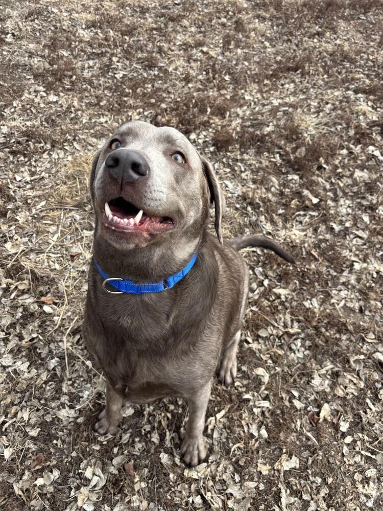 Enlarge Drake, a Adoptable Labrador Retriever in Papillion, NE image 1/3