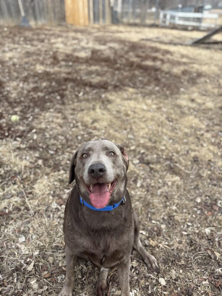 Enlarge Drake, a Adoptable Labrador Retriever in Papillion, NE image 2/3