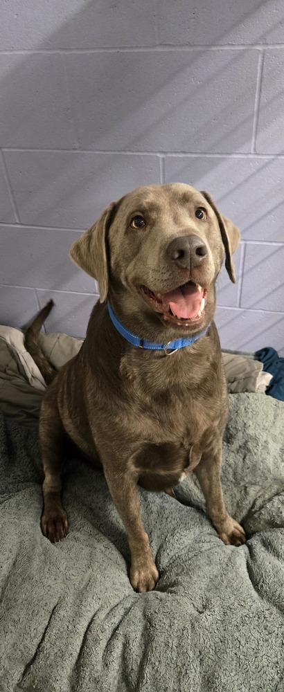 Enlarge Drake, a Adoptable Labrador Retriever in Papillion, NE image 3/3