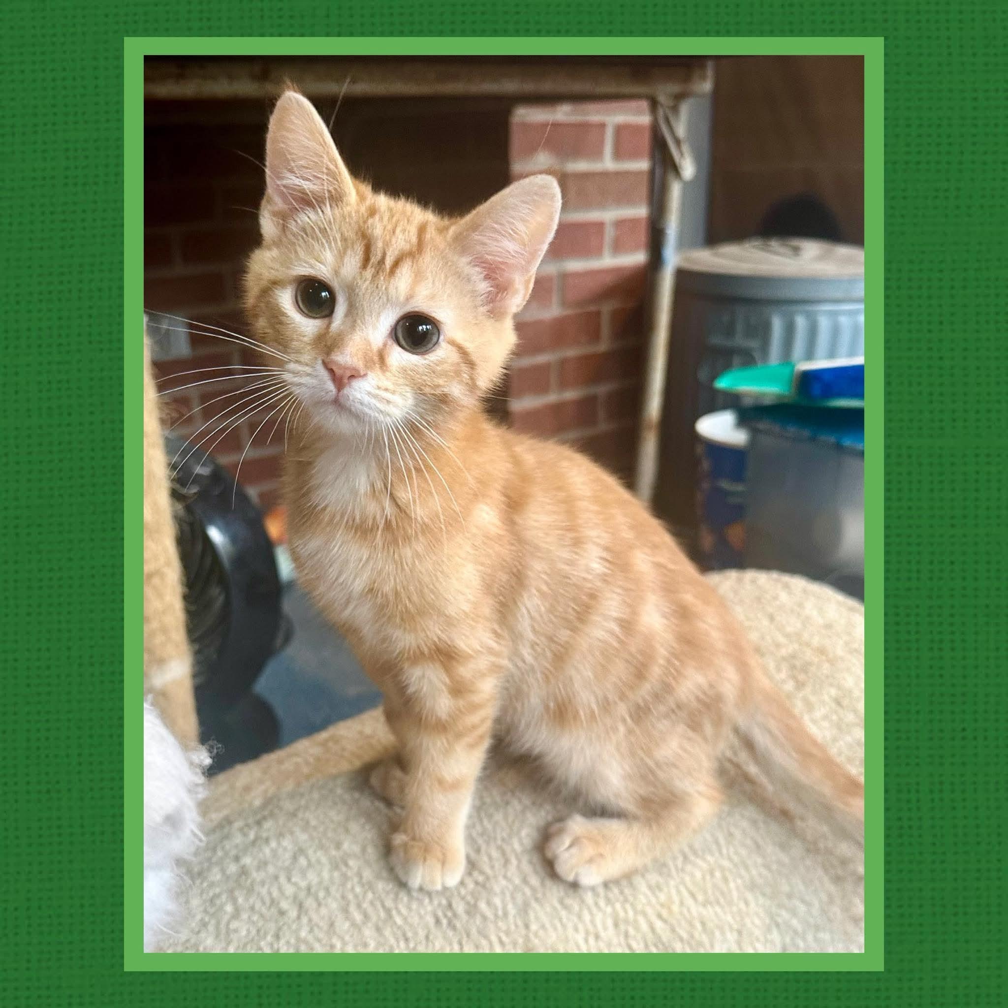 Corn Muffin, Adoptable, Kitten Male Domestic Short Hair.
