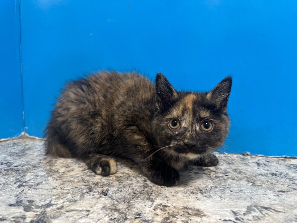 Chai, Young Female Domestic Short Hair