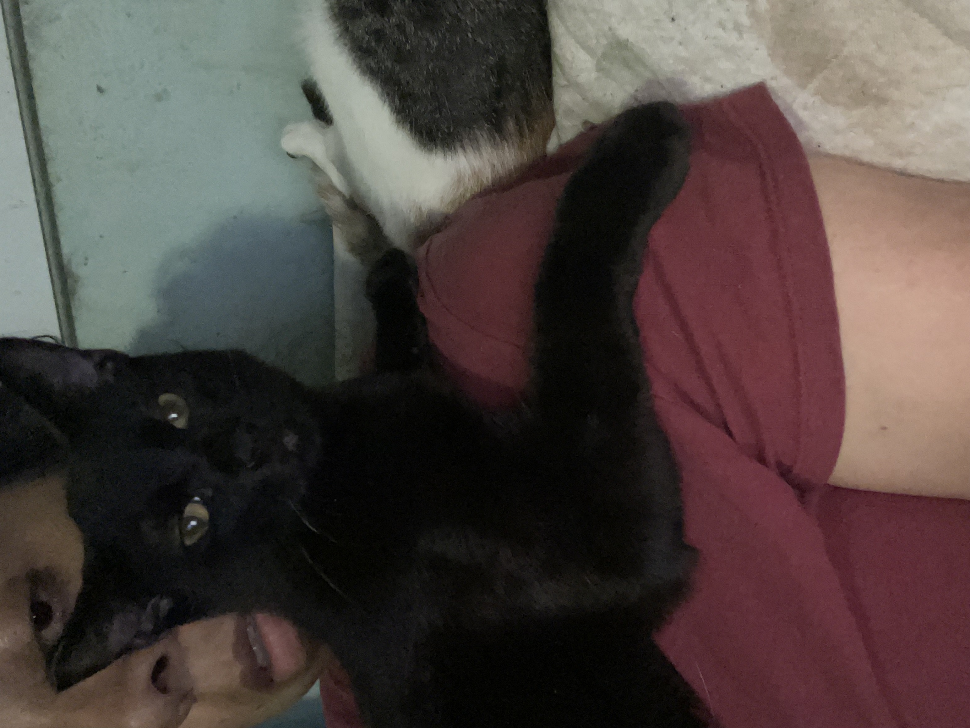 Enlarge Fred, a Adoptable Domestic Short Hair in Bell Gardens, CA image 4/6