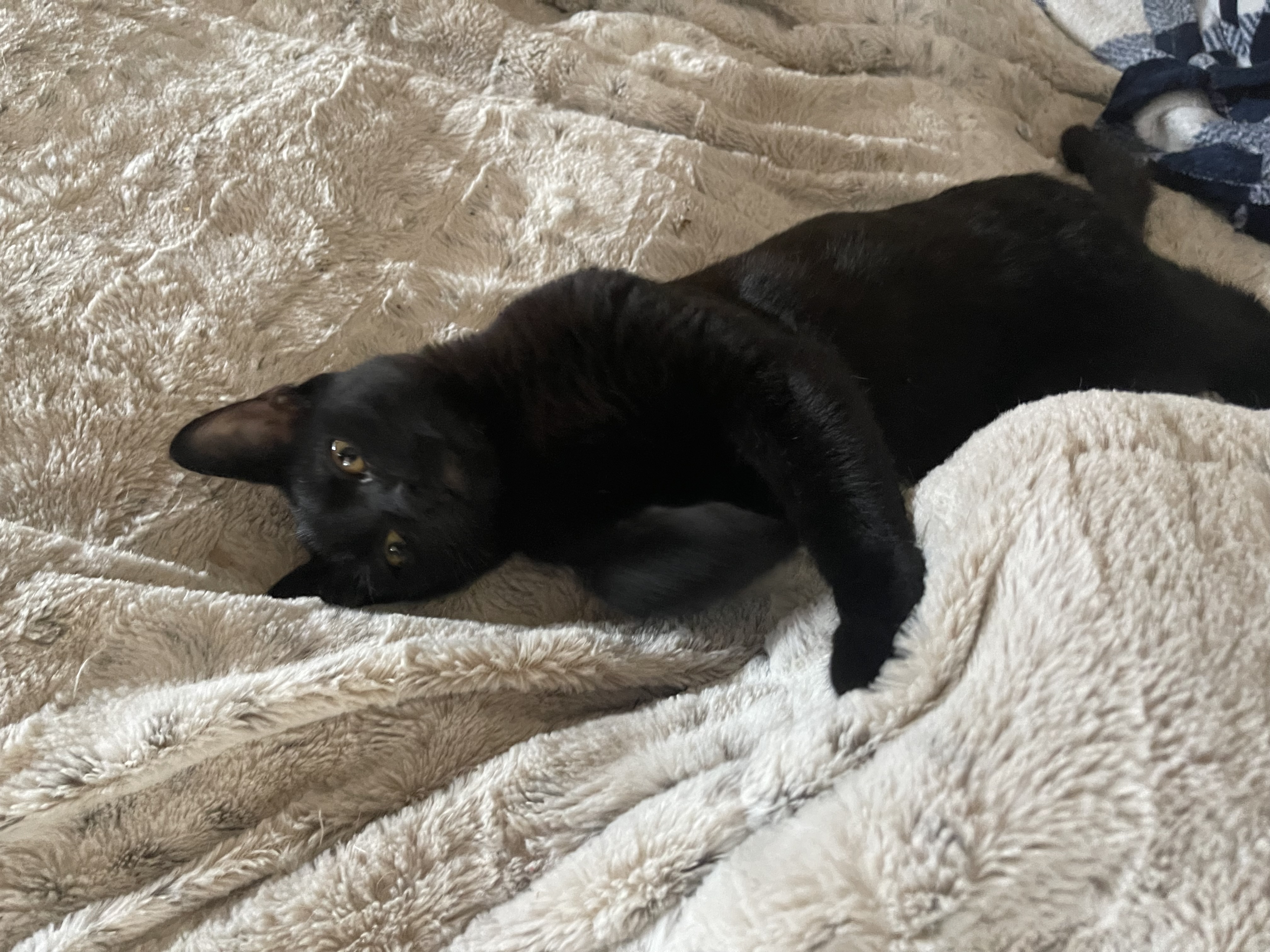 Enlarge Fred, a Adoptable Domestic Short Hair in Bell Gardens, CA image 6/6