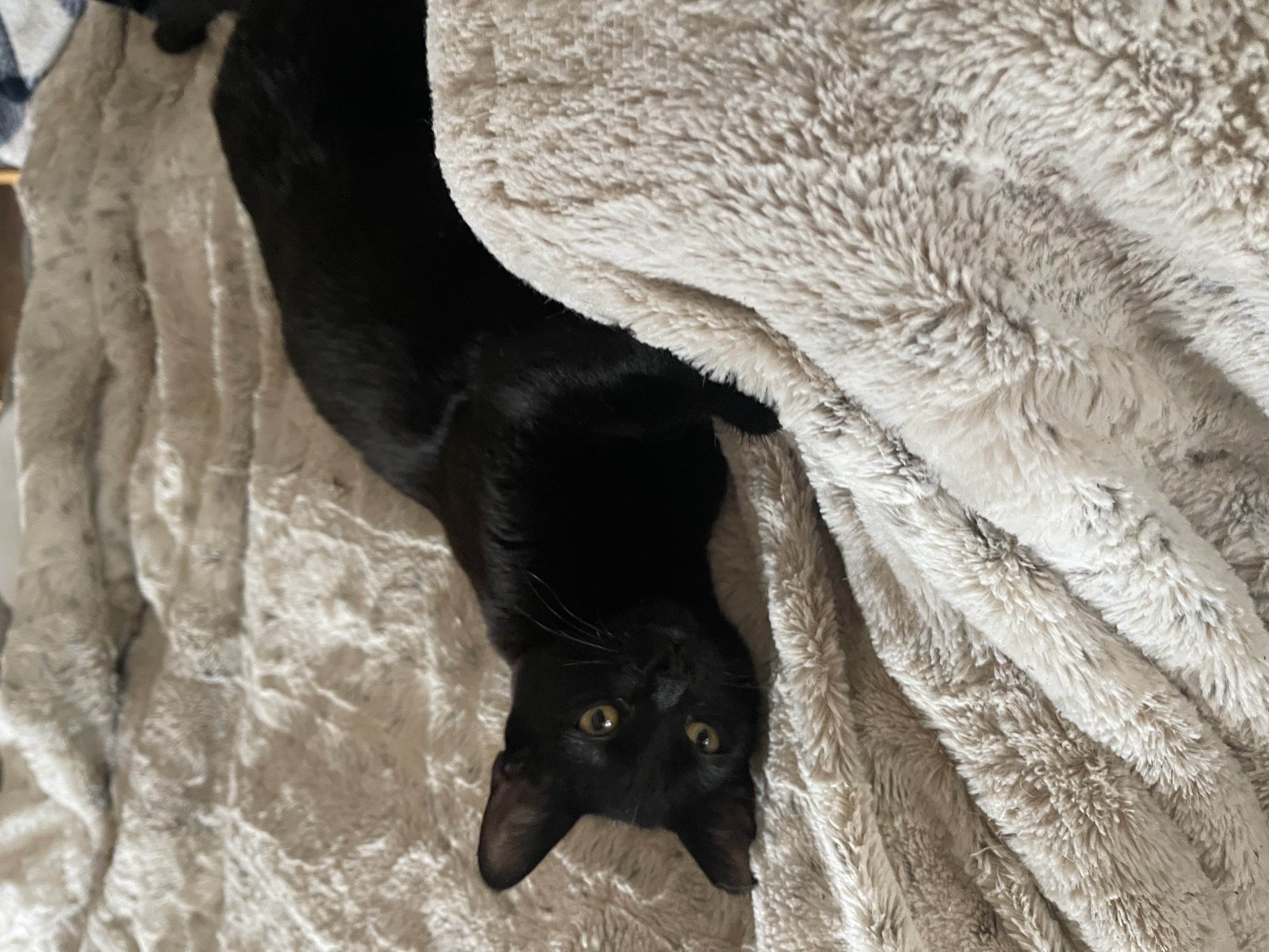 Enlarge Fred, a Adoptable Domestic Short Hair in Bell Gardens, CA image 2/6