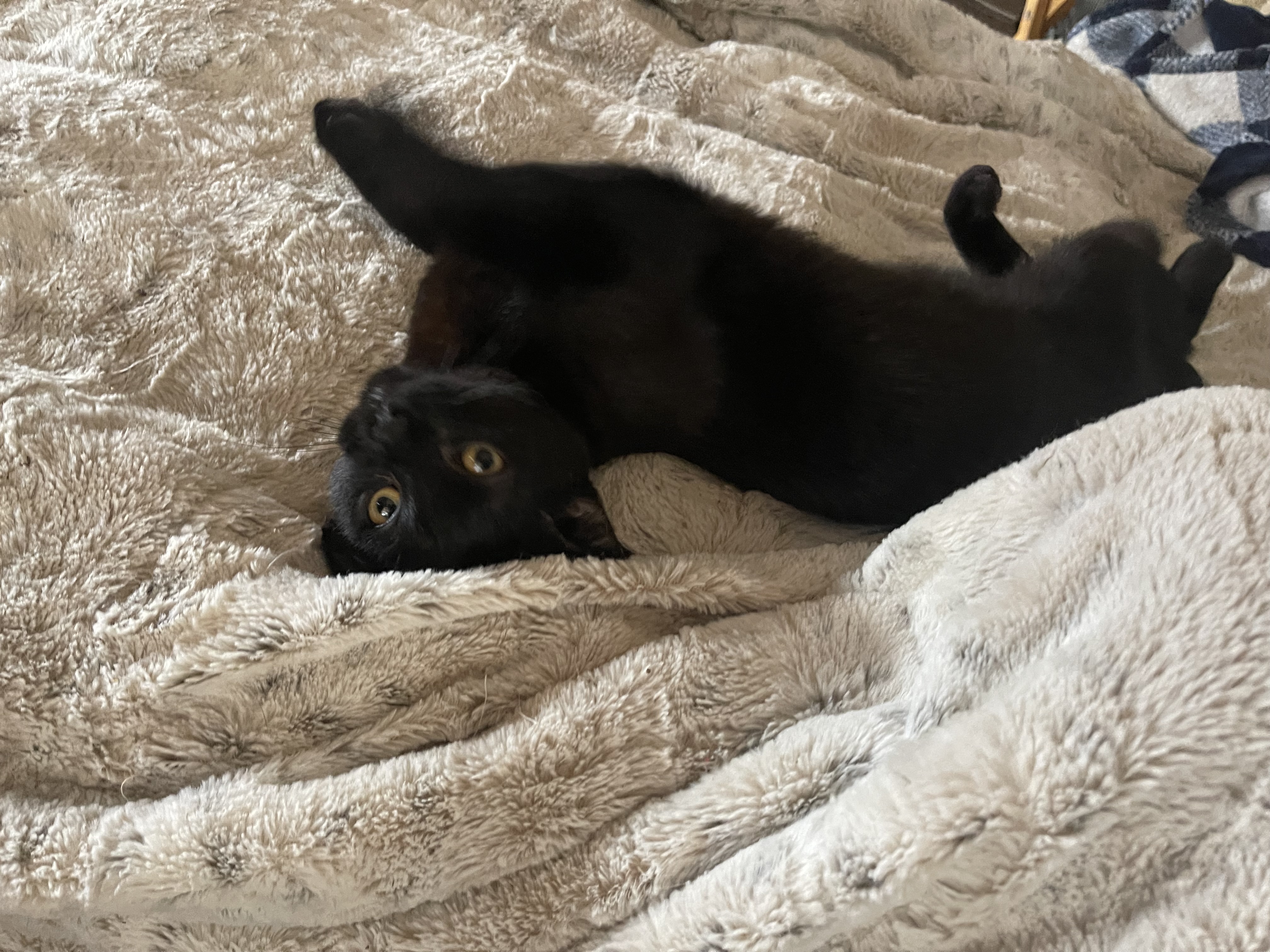 Enlarge Fred, a Adoptable Domestic Short Hair in Bell Gardens, CA image 3/6