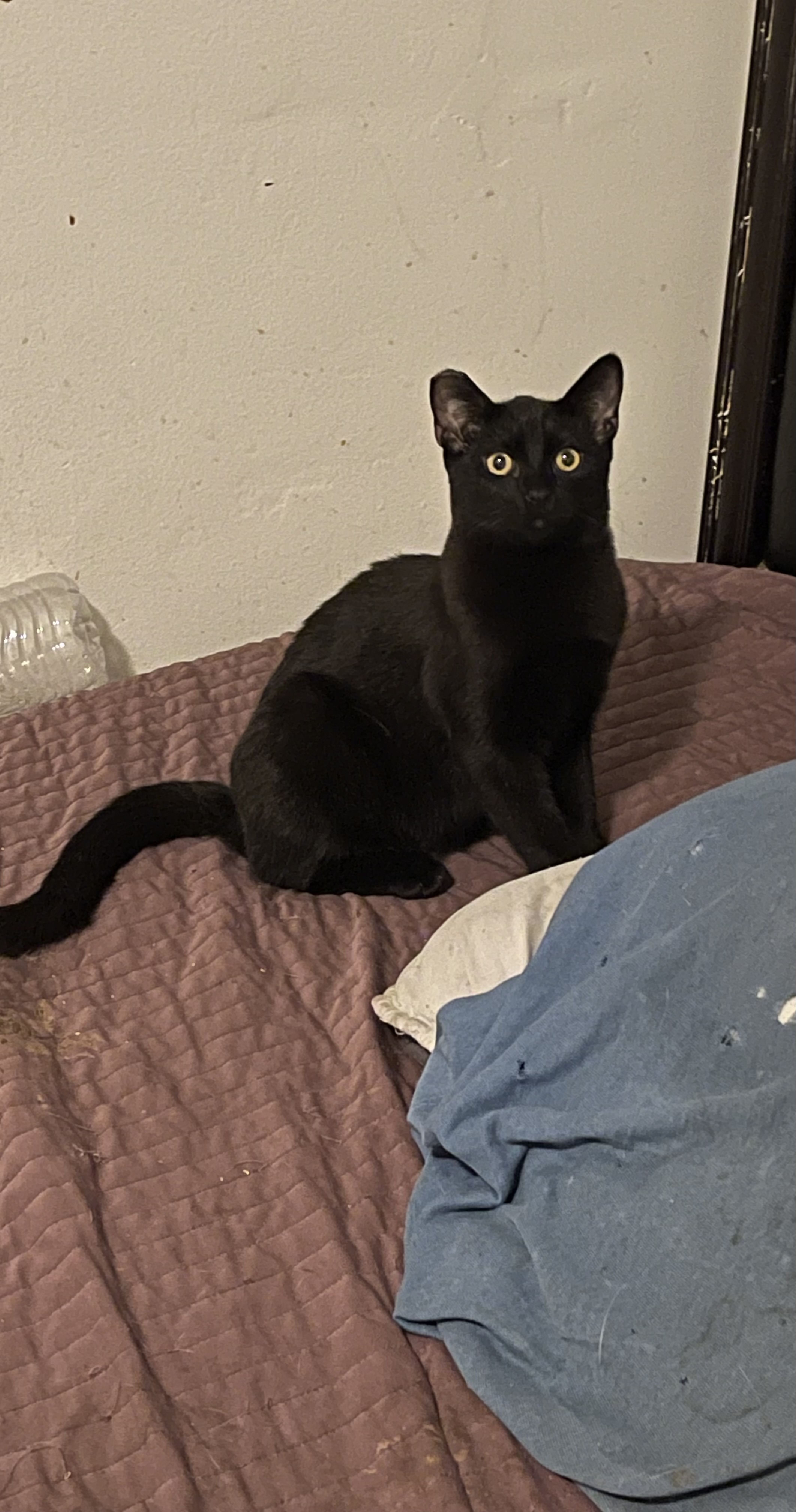 Fred, Adoptable, Young Male Domestic Short Hair.