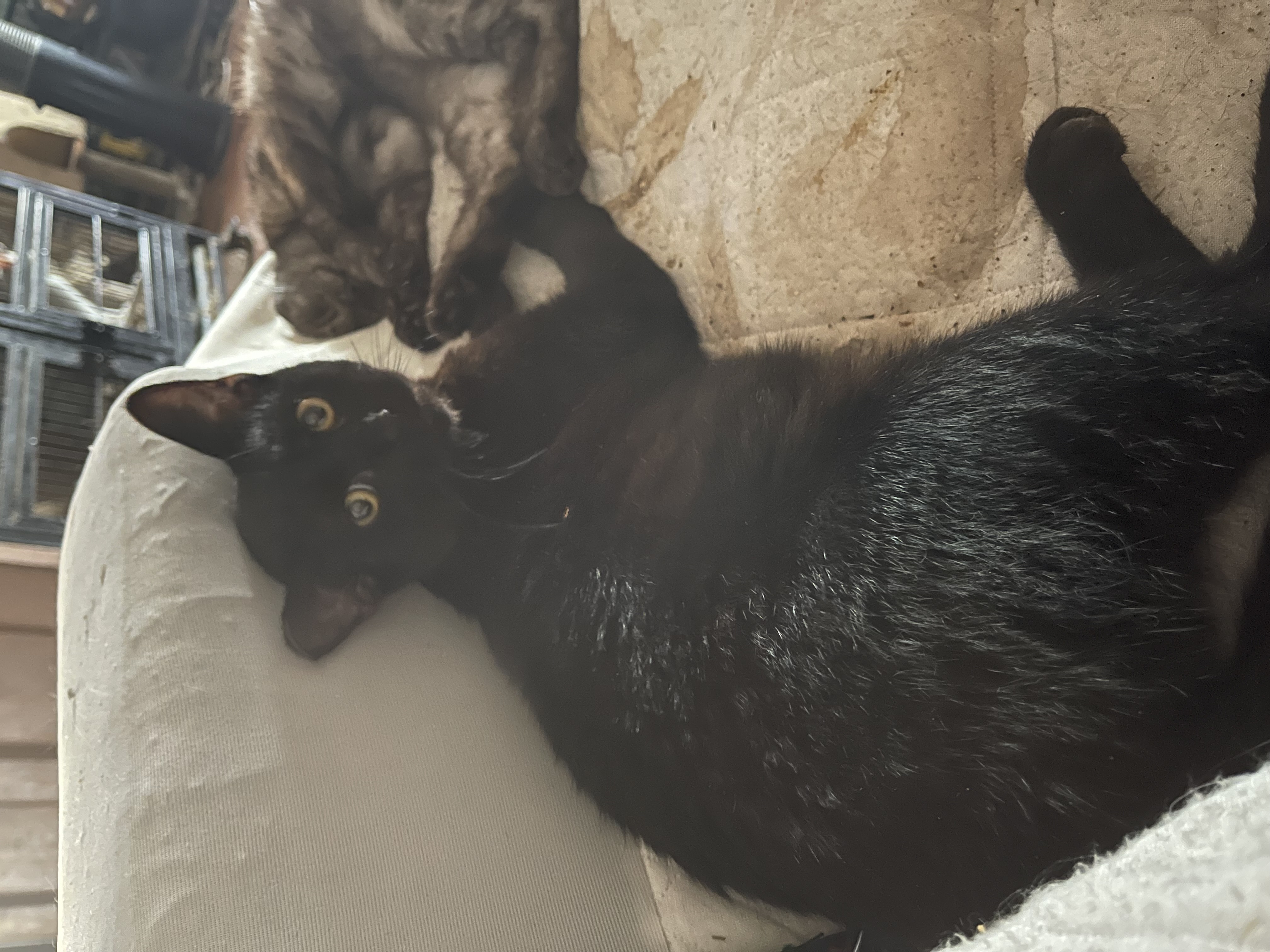 Enlarge Fred, a Adoptable Domestic Short Hair in Bell Gardens, CA image 5/6