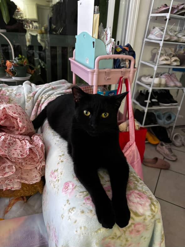 Fred, Adoptable, Kitten Male Domestic Short Hair.