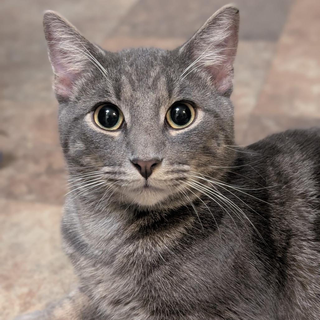 Enlarge Cornelius, a Adoptable Domestic Short Hair in Watertown, NY image 1/2