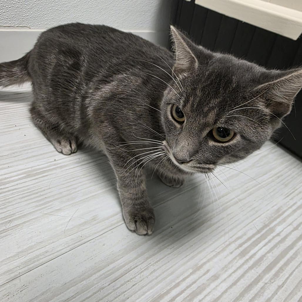 Enlarge Cornelius, a Adoptable Domestic Short Hair in Watertown, NY image 2/2