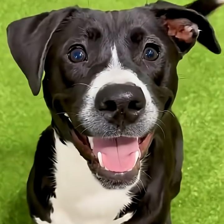 Enlarge Oreo, a Adoptable mixed breed in Joliet, IL image 1/6