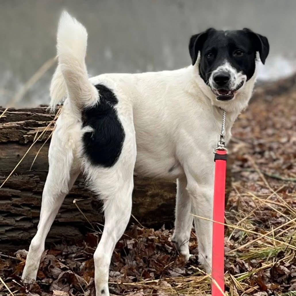Oreo, Adoptable, Young Male Australian Shepherd.
