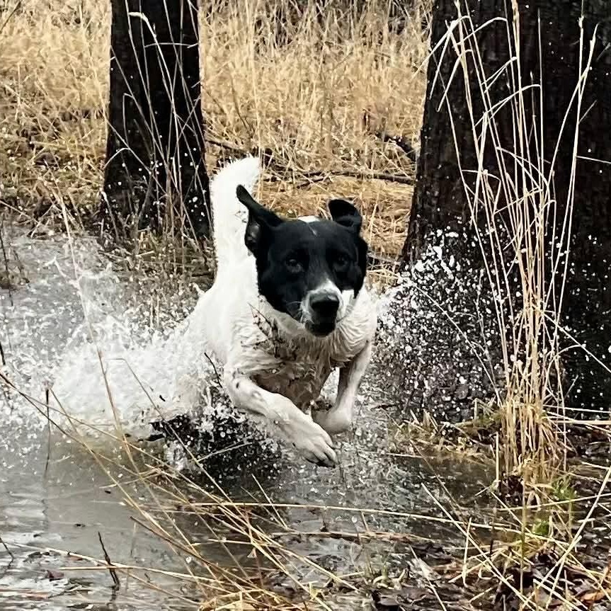 Enlarge Oreo, a Adoptable mixed breed in Joliet, IL image 2/4