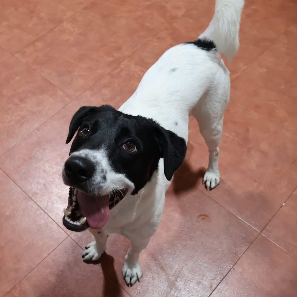 Oreo, Adoptable, Young Male Australian Shepherd.