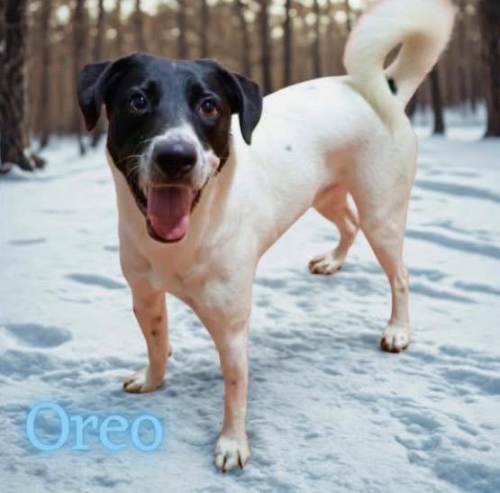 Oreo, a Adoptable mixed breed in Joliet, IL image 2/3