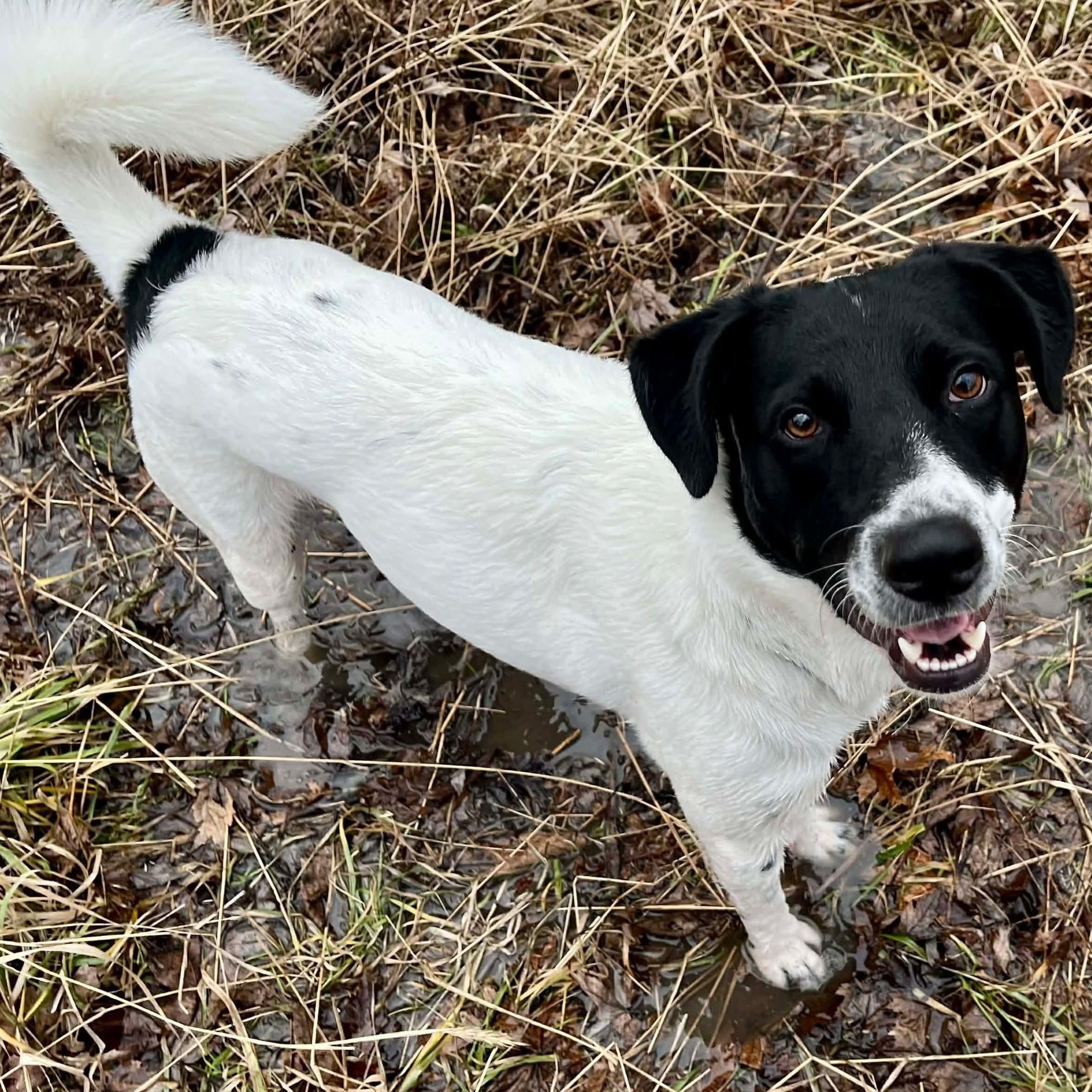 Oreo, Adoptable, Adult Male Australian Shepherd.