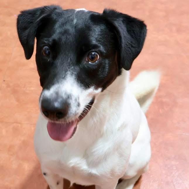 Oreo, a Adoptable mixed breed in Joliet, IL image 3/3