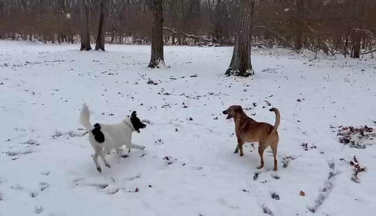 Enlarge Oreo, a Adoptable mixed breed in Joliet, IL video 2/6