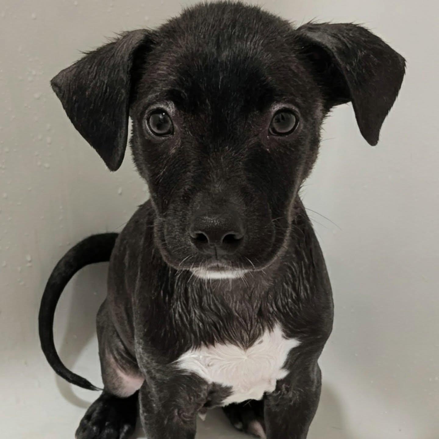 Protozoa, adopted, Puppy Male Rat Terrier.