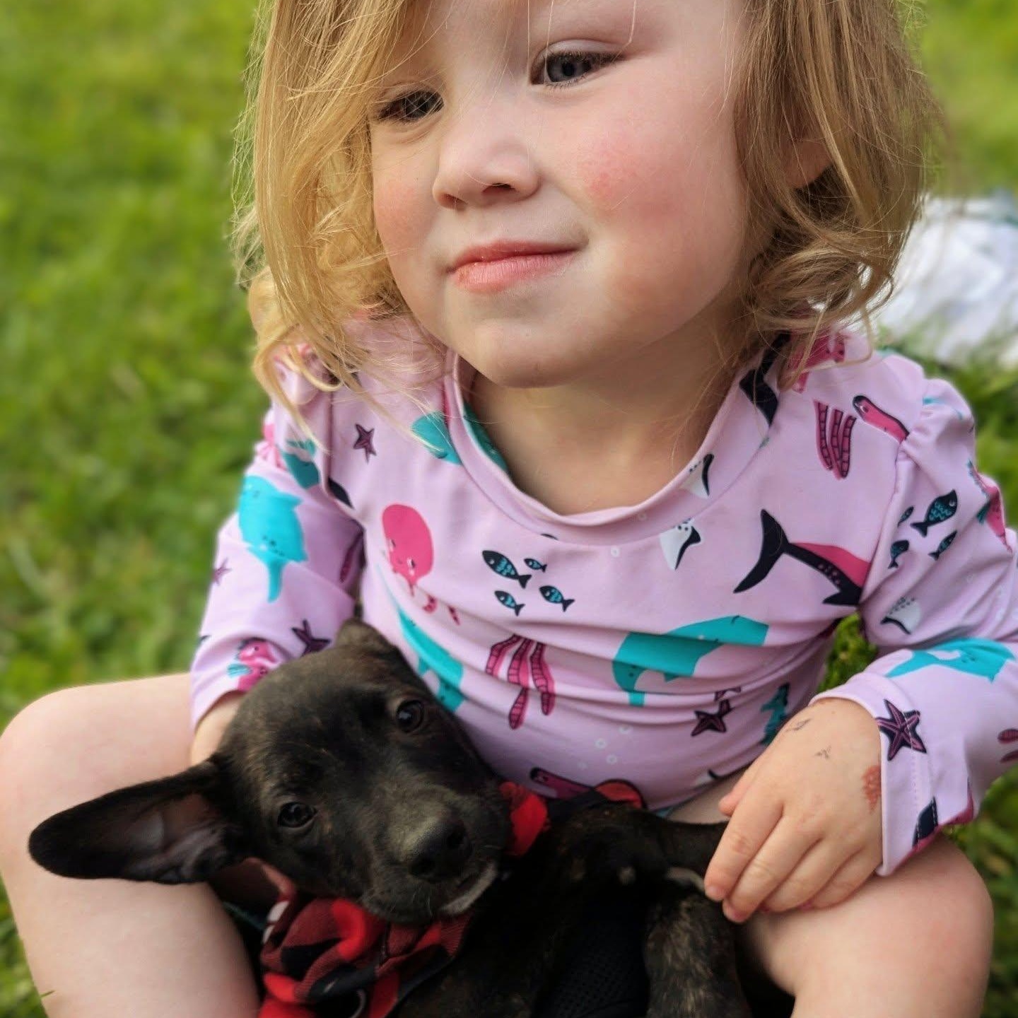 Protozoa, an adopted mixed breed in Portland, OR image 2/4