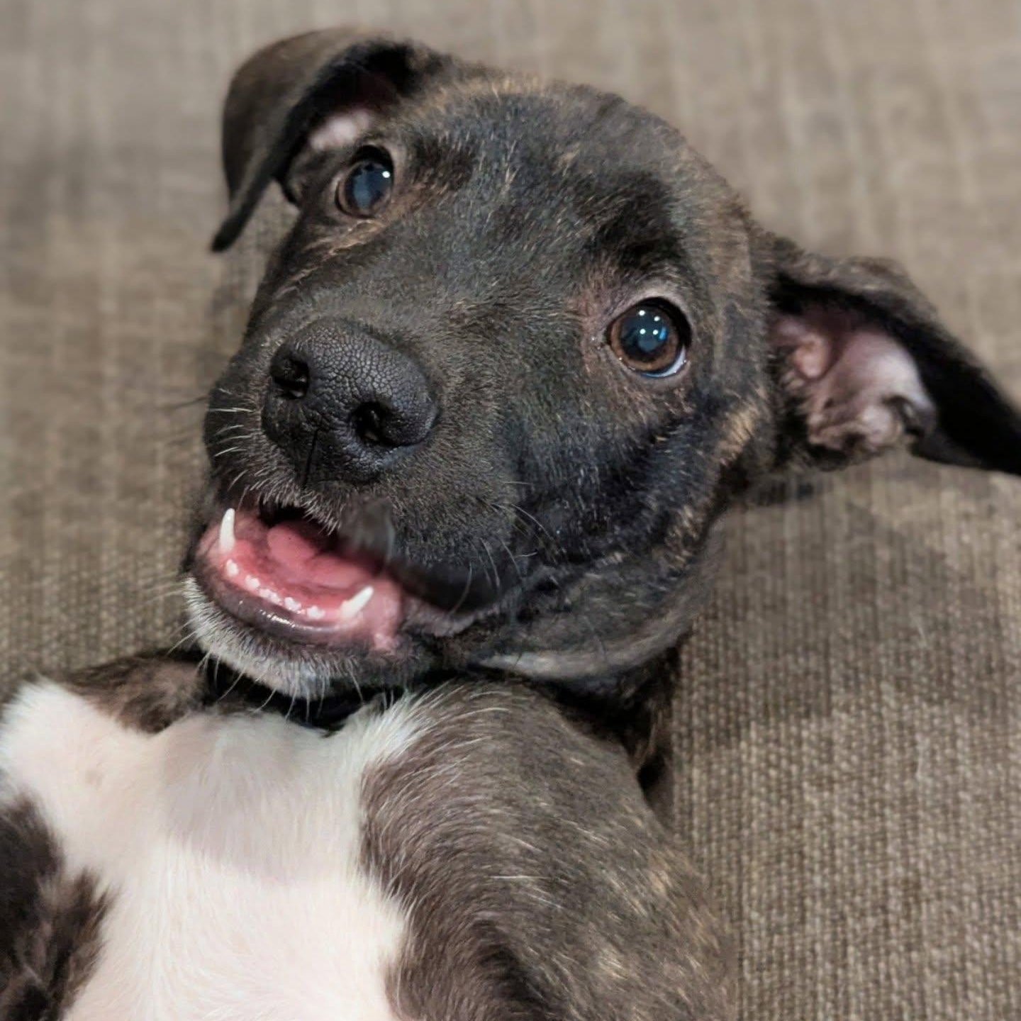 Protozoa, an adopted mixed breed in Portland, OR image 4/4