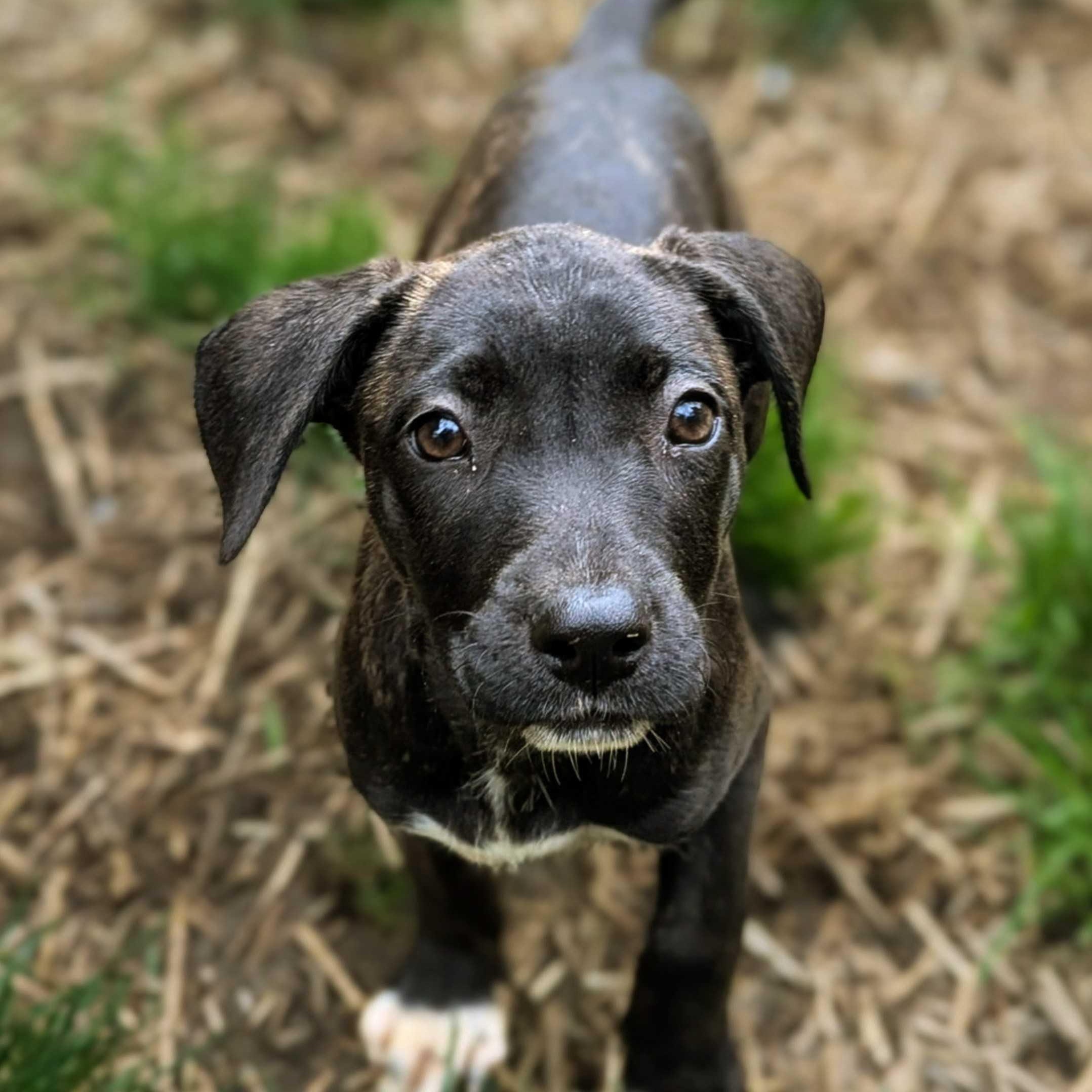 Protozoa, an adopted mixed breed in Portland, OR image 3/4