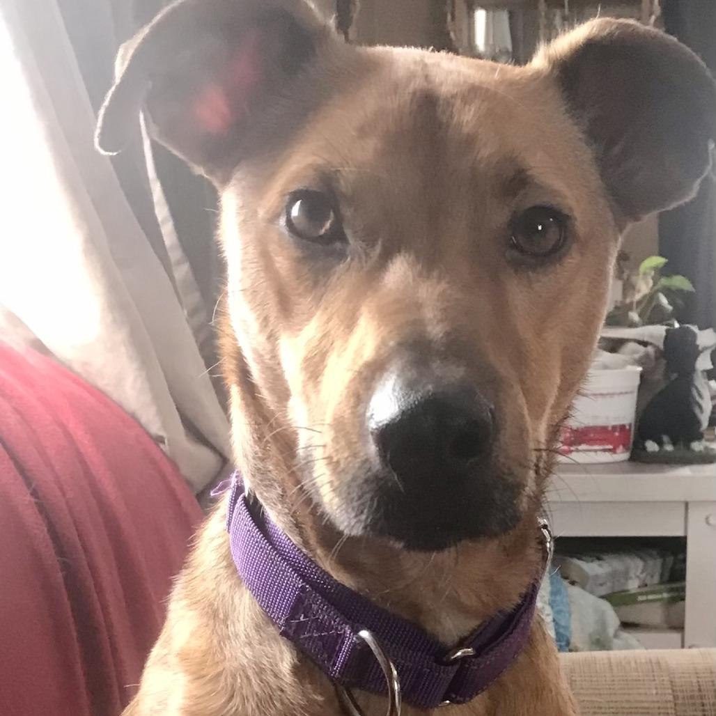 Frank, Adoptable, Adult Male Carolina Dog.