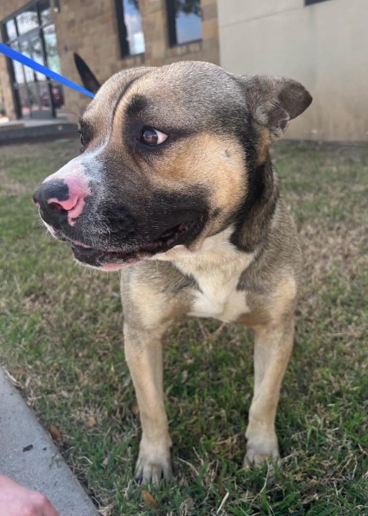 Enlarge Rigatoni, a Adoptable mixed breed in Austin, TX image 1/5