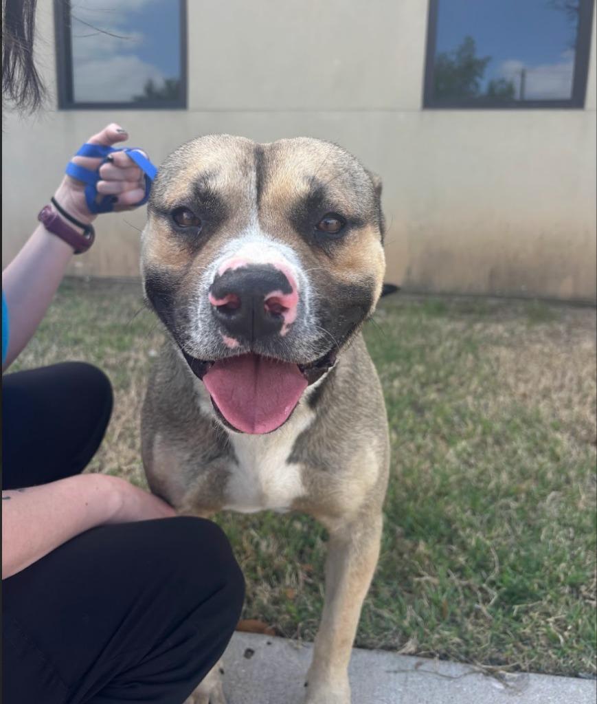 Enlarge Rigatoni, a Adoptable mixed breed in Austin, TX image 2/5