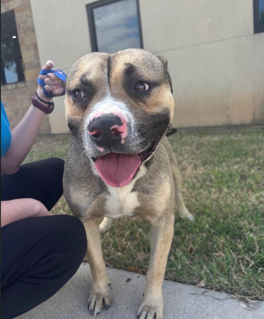 Enlarge Rigatoni, a Adoptable mixed breed in Austin, TX image 3/5