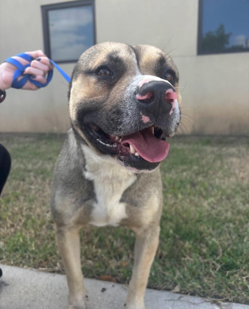 Enlarge Rigatoni, a Adoptable mixed breed in Austin, TX image 4/5