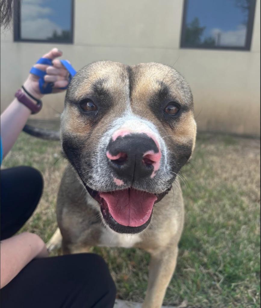 Enlarge Rigatoni, a Adoptable mixed breed in Austin, TX image 5/5