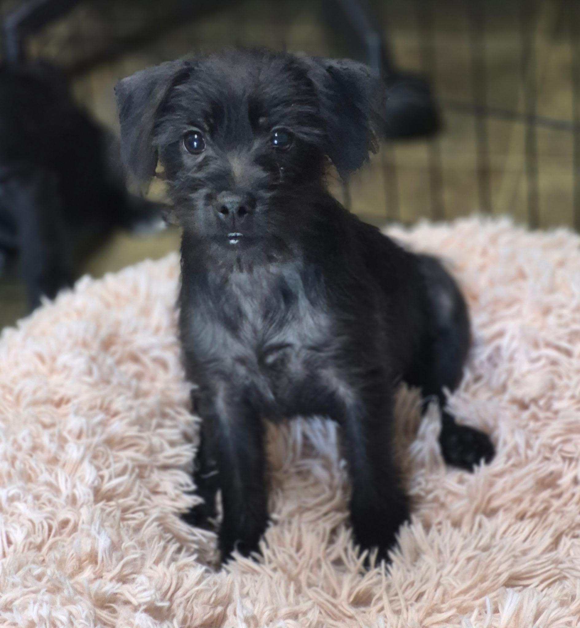 Enlarge Gidget, a Adoptable mixed breed in Los Angeles, CA image 1/2