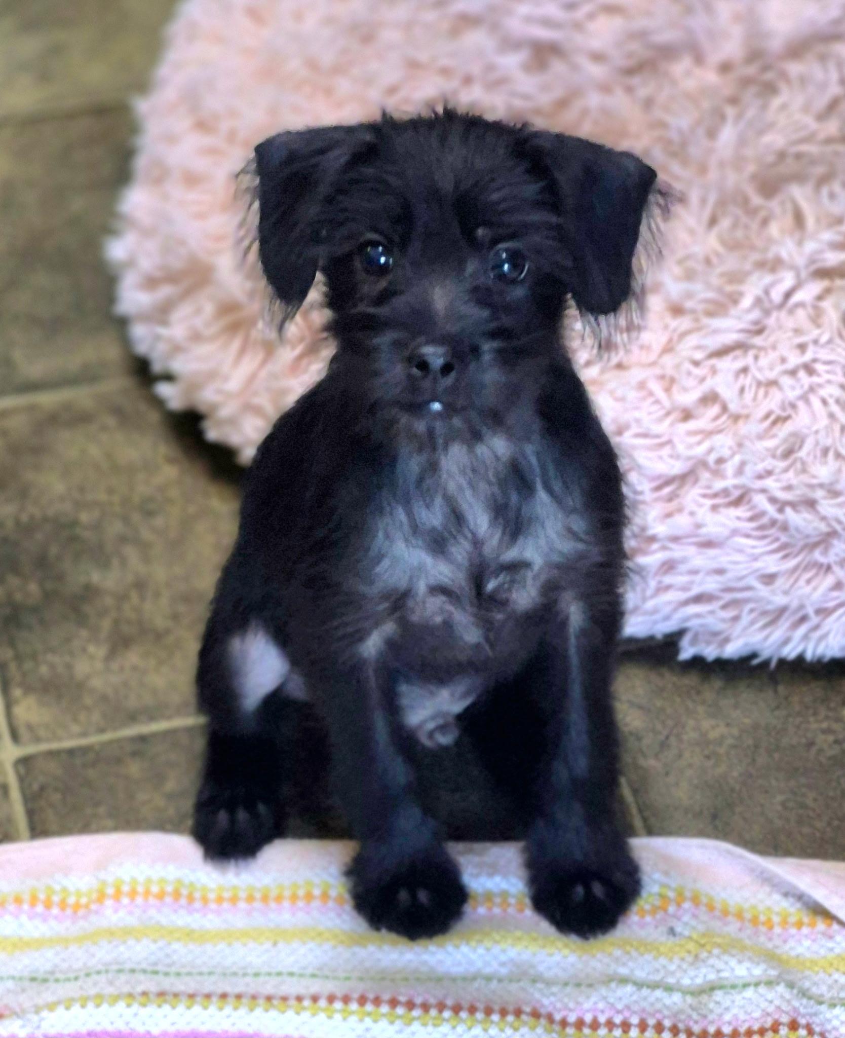Enlarge Gidget, a Adoptable mixed breed in Los Angeles, CA image 2/2