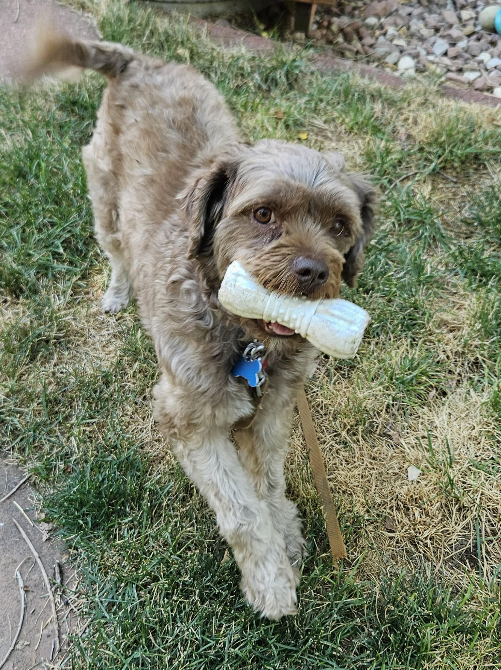 Bosco K 24044, a Adoptable Cockapoo in Parker, CO image 3/6