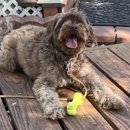 Enlarge Bosco K 24044, a Adoptable Cockapoo in Parker, CO image 3/5