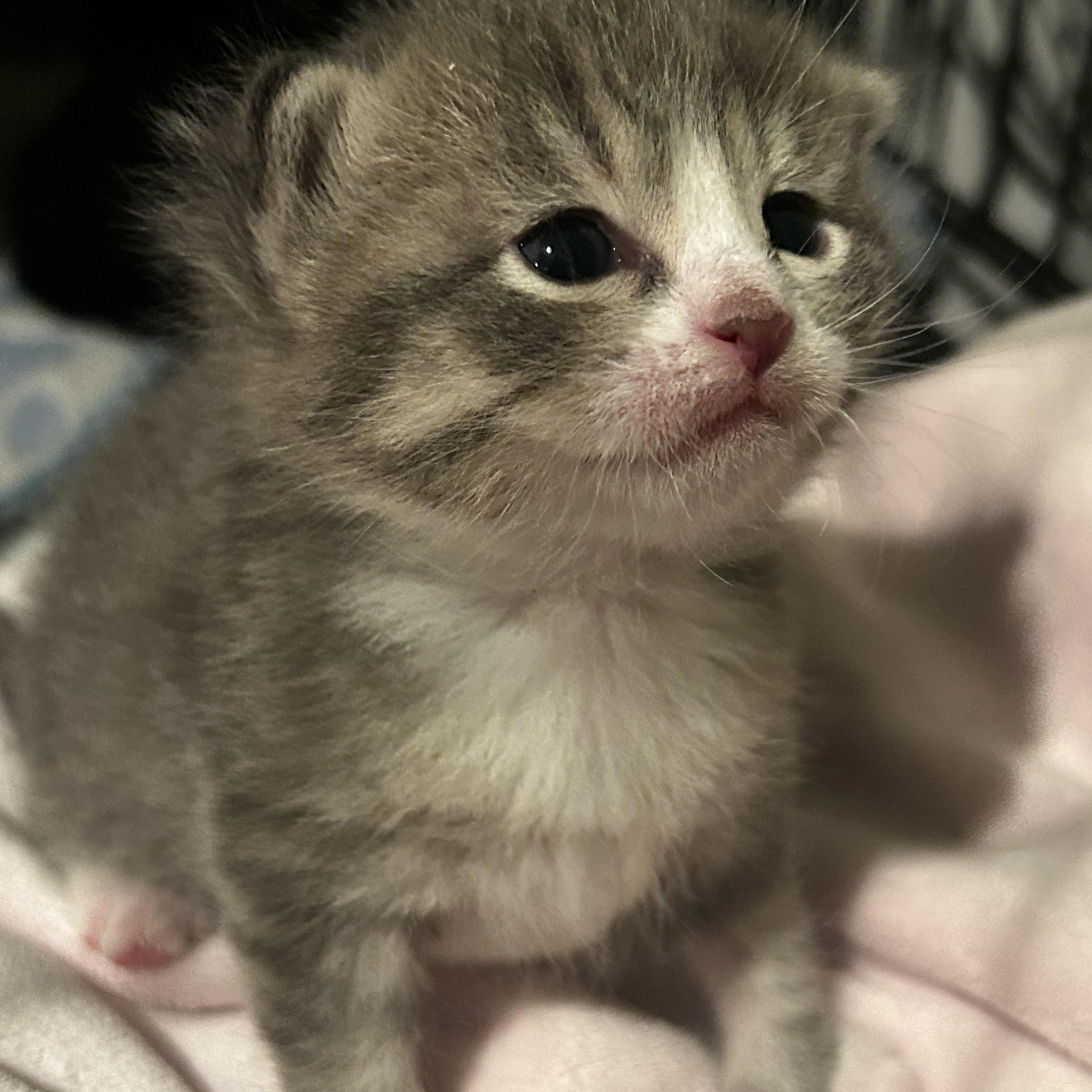 Stellah, a Adoptable Domestic Short Hair in Gerrardstown, WV image 2/4