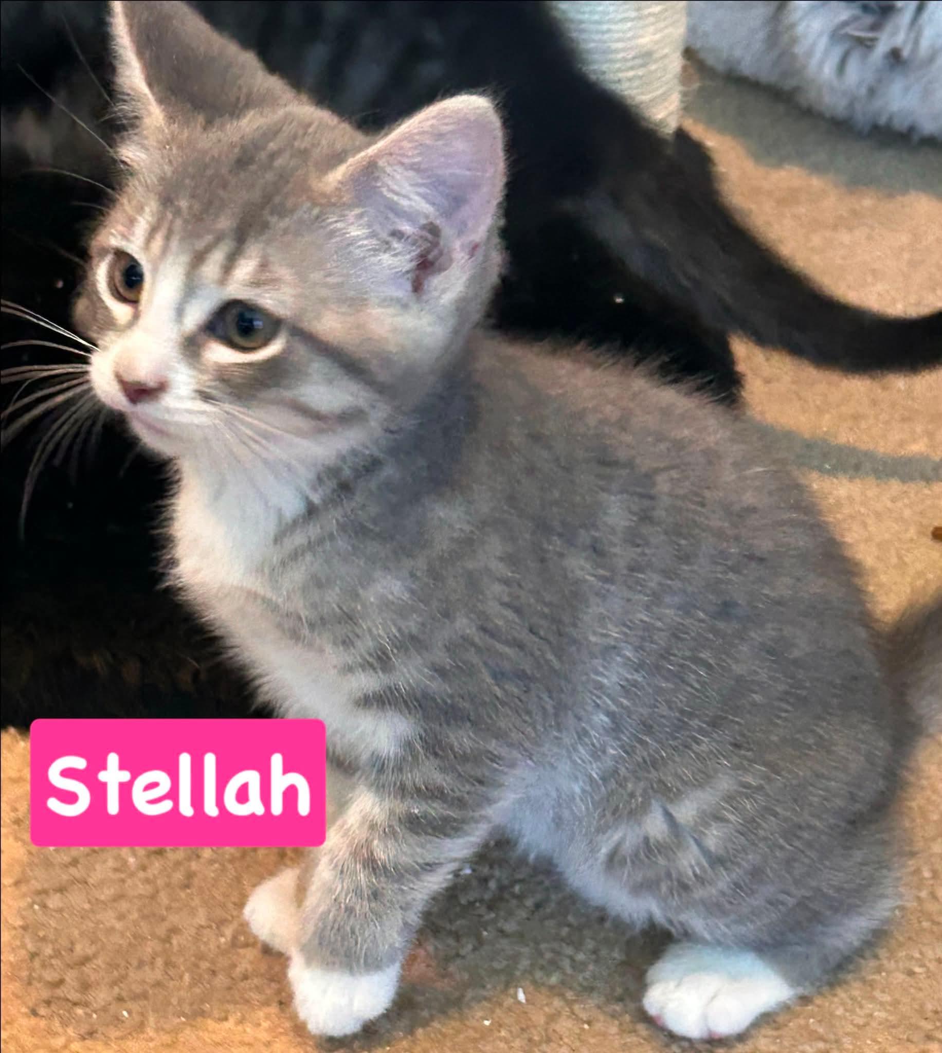 Stellah, Adoptable, Kitten Female Domestic Short Hair.