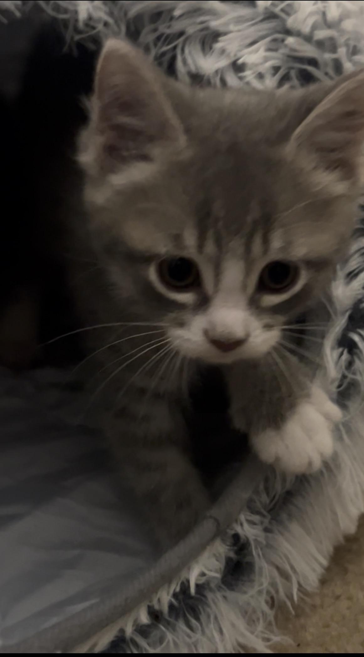 Stellah, a Adoptable Domestic Short Hair in Gerrardstown, WV image 3/4