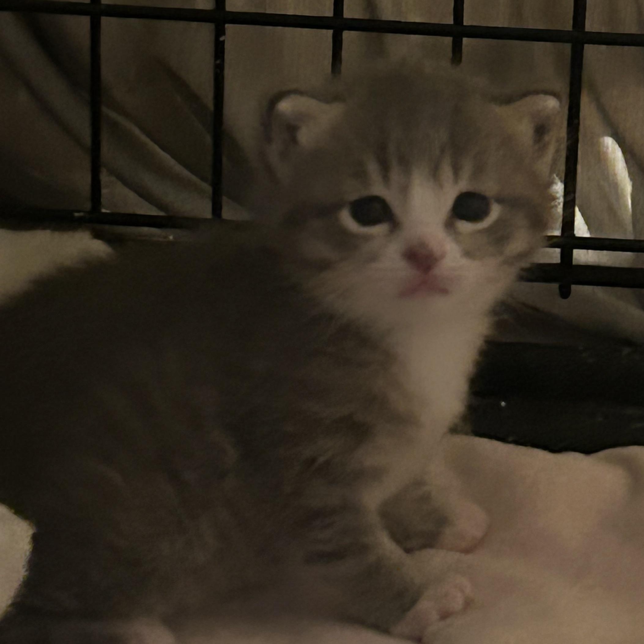 Stellah, a Adoptable Domestic Short Hair in Gerrardstown, WV image 4/4