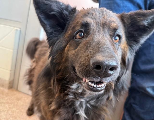 Enlarge BELLA, a Adoptable mixed breed in Pueblo, CO image 1/1