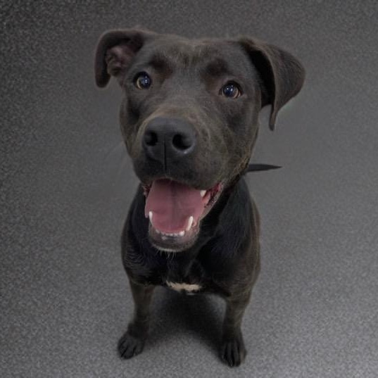 Millie, ADOPTABLE, Adult Female Labrador Retriever.